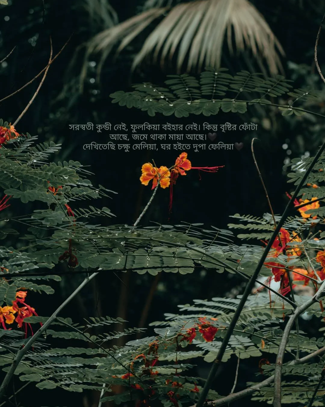 radhachura tree